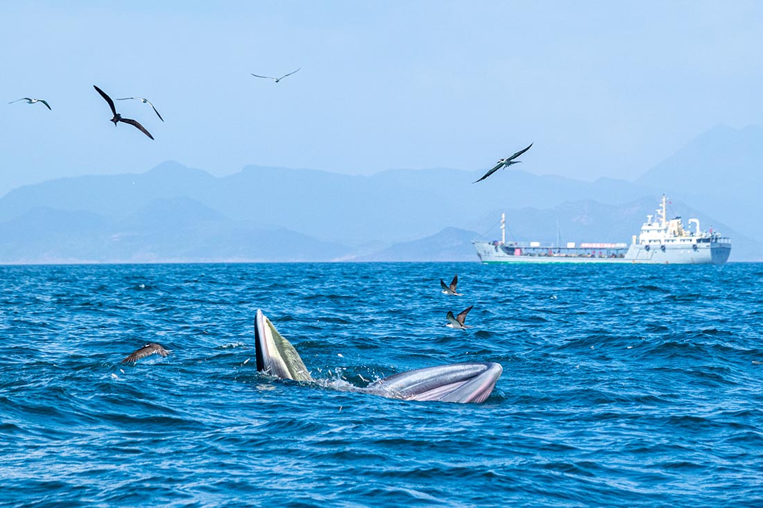 2021年7月1日,一头鲸鱼出现在深圳大鹏湾海域大口进食.