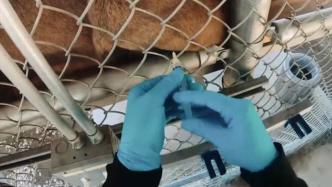 为预防感染，美国一动物园为动物接种试验性新冠疫苗