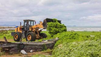 青岛公示“近岸海域打捞浒苔应急处置”应急科技攻关项目