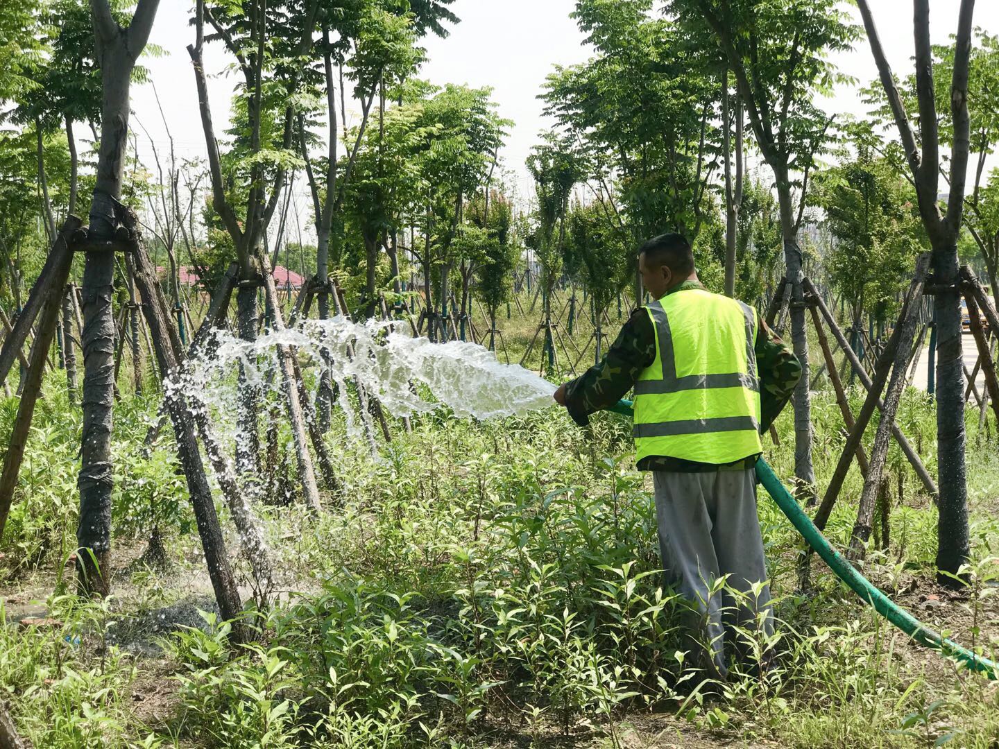 养护人员为新树浇水