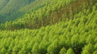 泉州林业局答“采伐改造桉树林保护水源地”：力争5年完成