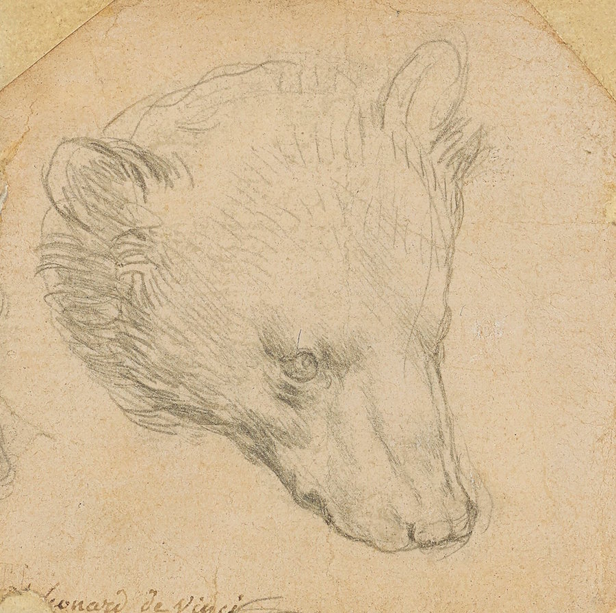 达·芬奇素描作品《熊的头部》