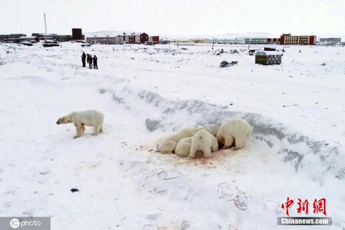 资料图：全球气候暖化对生态影响加剧，俄罗斯北部楚科奇自治区雷尔凯皮村附近出现60多只北极熊。由于全球变暖导致海面冰层变薄，北极熊不得不闯入人类村落觅食。