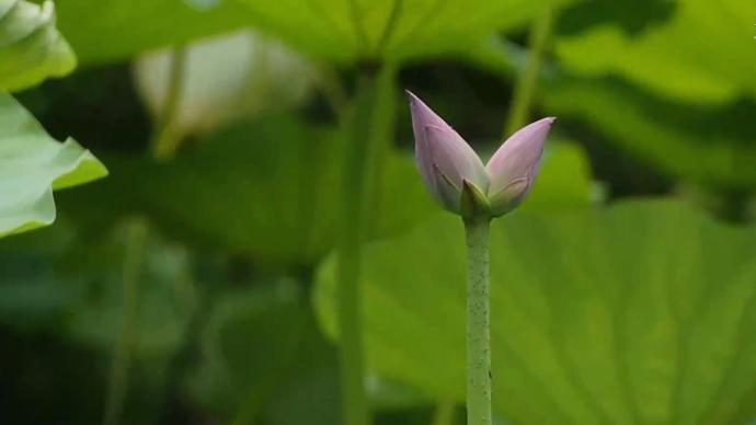 瞰见｜大明湖雨荷厅现珍稀并蒂莲