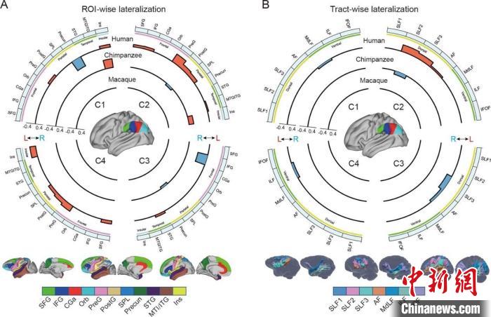科研团队绘制出灵长类大脑顶下小叶跨物种脑连接图谱。 中科院自动化所 供图