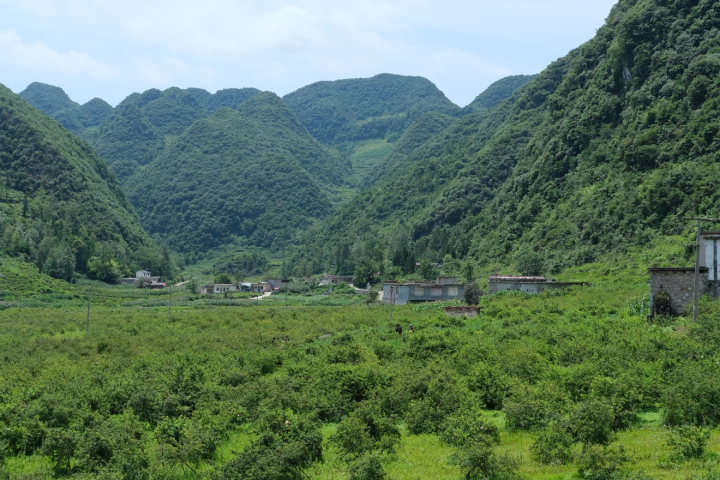 青刺果种植基地图片图片