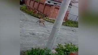 哈尔滨居民区现狼群：2只被警方击毙，1只麻醉送动物园