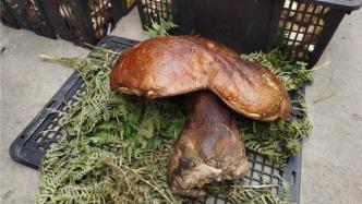 云南野生菌市场现1.5公斤超级大蘑菇：安全无毒，可炒可煮味鲜
