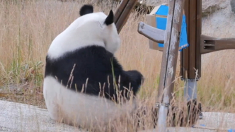 芬兰动物园为旅芬大熊猫“华豹”庆祝8岁生日
