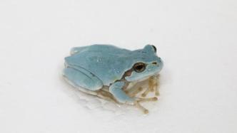 生物多样性观察｜首次发现蓝色日本雨蛙？学者：非首次，较少见