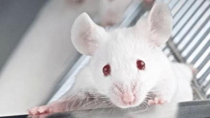 中国科学报刊文：公鼠怀孕实验不是“为知而求知”的自由学问