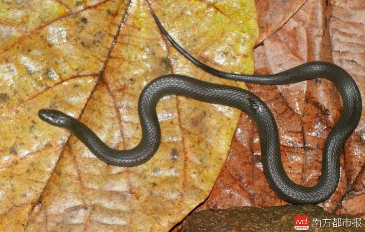 生物多樣性觀察|廣東發佈新版重點保護陸生野生動物名錄_綠政公署