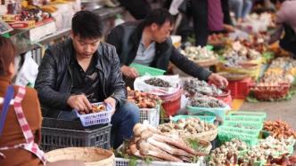 直播录像丨又到吃菌季！探访云南最大野生菌交易中心