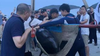 浙江5头搁浅后死亡瓜头鲸将捐献给五家单位用于科研