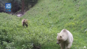 生物多样性观察｜新疆首次拍到白色棕熊，或系国内首例