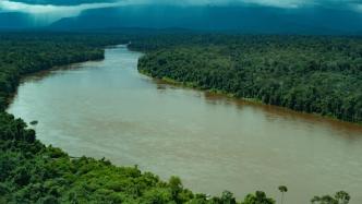 亚马孙雨林遭破坏，逾万种动植物面临灭绝危险