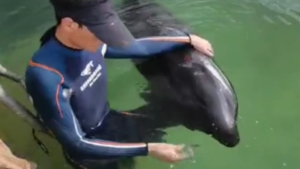 视频丨台州最后一头搁浅瓜头鲸状态有所好转，已能下担架进食
