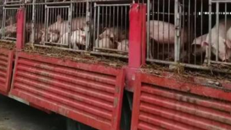 四川华蓥从外省调运的生猪中查出非洲猪瘟疫情