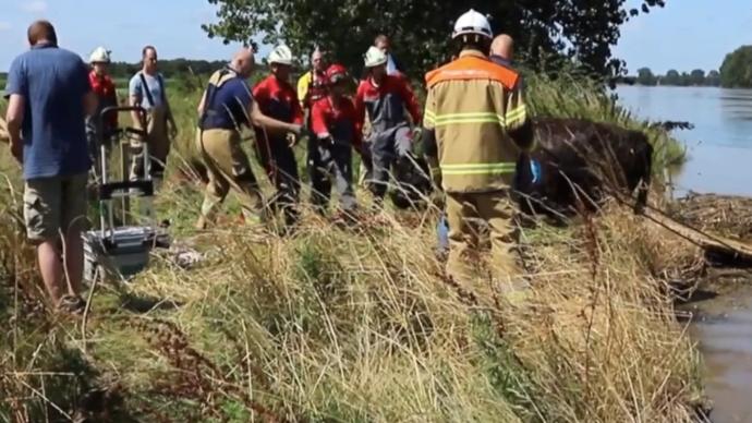 荷兰遭遇洪灾，一头奶牛“漂走”100公里