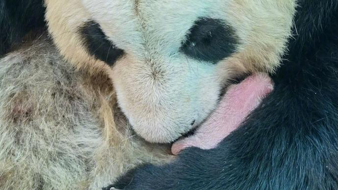 2只大熊猫同日诞下双胞胎，网友：期待征名环节