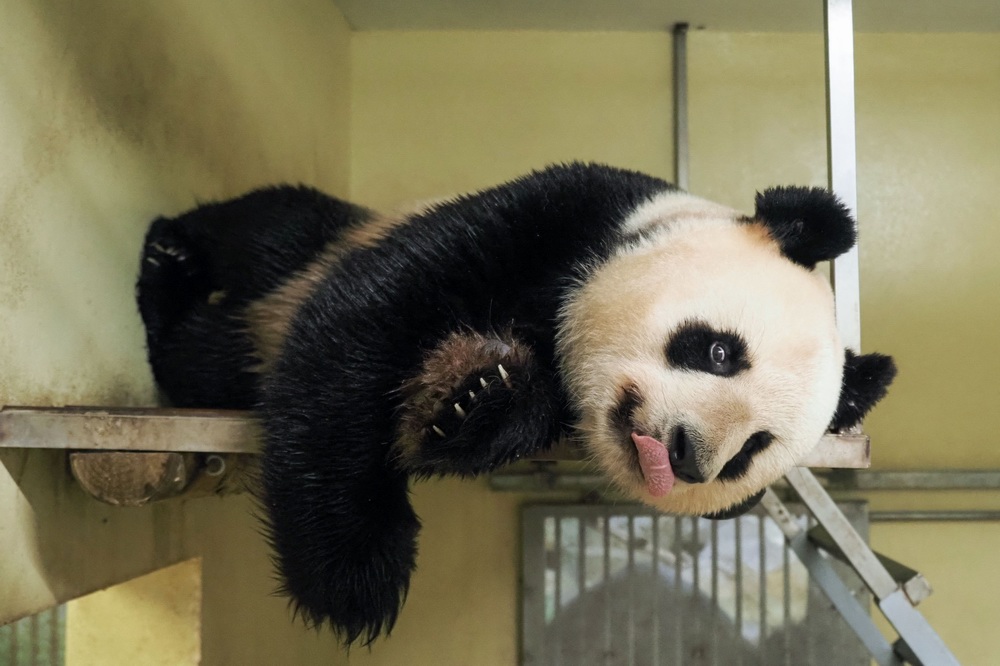 中国旅法大熊猫“欢欢”。    视觉中国 图