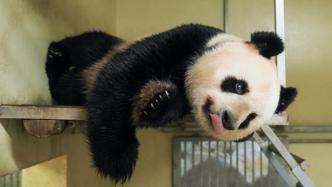 中国旅法大熊猫“欢欢”再次怀孕，将诞下第二个宝宝