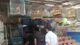 巡查力度不减，上海二季度拆除非法捕鸟网数同比降近140%