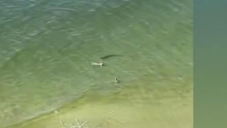 惊险！美国佛州海边一条鲨鱼被拍到在游泳者身边徘徊
