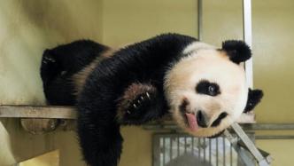 中国旅法大熊猫“欢欢”将诞下双胞胎