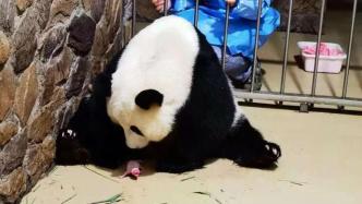 成都大熊猫繁育研究基地大熊猫“昭美”产下“奥运宝宝”