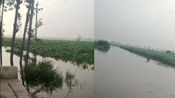 新乡洪灾村民撤离，一村三千亩庄稼被淹正抢运粮食
