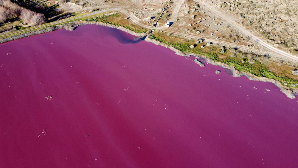 当地时间2021年7月23日，阿根廷巴塔哥尼亚丘巴特省，当地村庄的潟湖变成了“粉海”。这种颜色是由亚硫酸钠防腐剂造成的，该物质污染了当地的河水和城市用水。