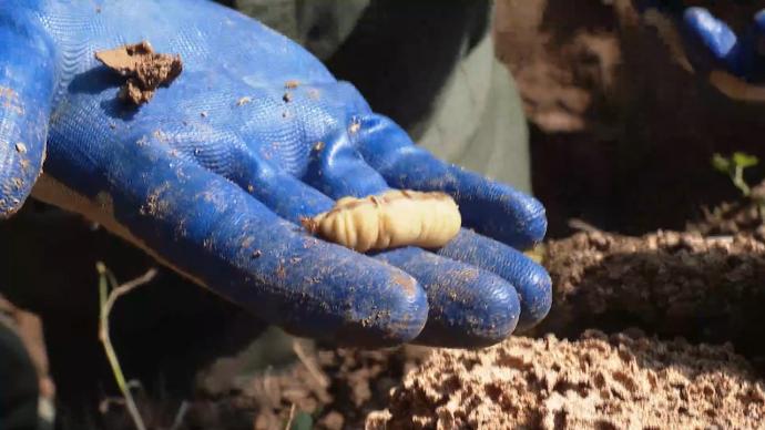 荆州防治人员追踪白蚁排气口，挖出5厘米长蚁王蚁后
