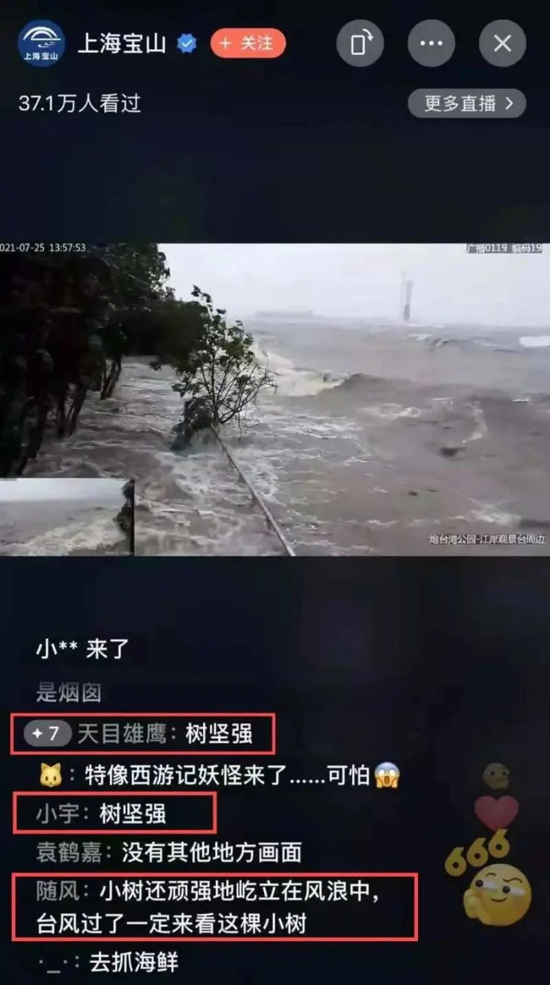 上海狂风巨浪中一棵小树屹立不倒 它为何能如此坚强 浦江头条 澎湃新闻 The Paper