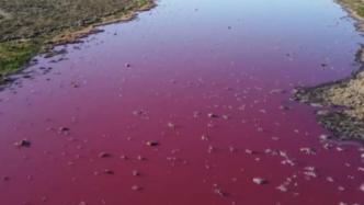 受废弃物排放污染影响，阿根廷一湖泊变成粉色