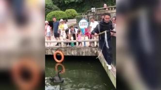 动物园内天鹅误食塑料袋，游客找来竹夹营救