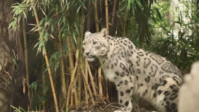 美國一動物園雪豹感染新冠:感染原因不明