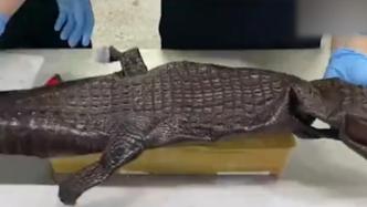 上海邮局海关查获整张暹罗鳄皮，长约1.2米