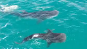 4条鲸鲨现身海南陵水分界洲岛海域集体觅食