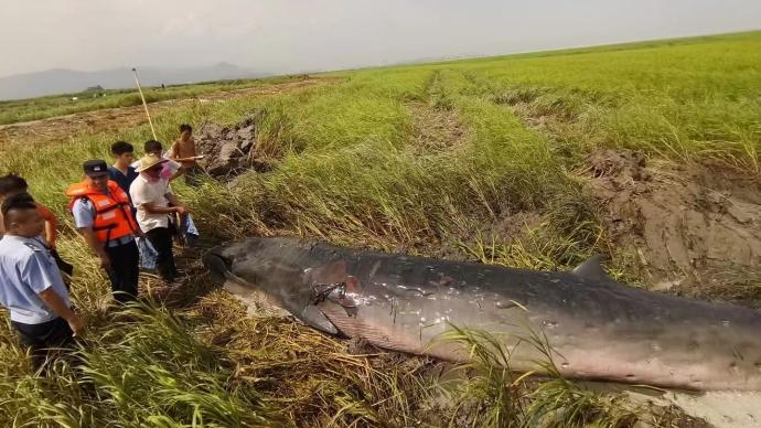 遗憾！7米长须鲸搁浅温州瑞安滩涂，救援12小时后死亡