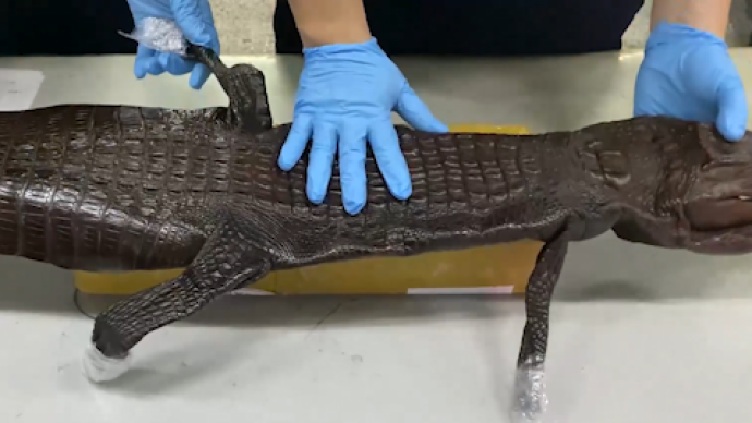上海邮局海关查获长约1.2米的濒危暹罗鳄皮1张