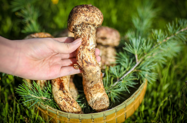 6万元一公斤探访全国最大松茸交易市场