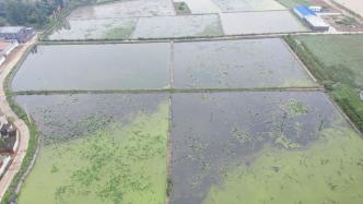 河南多地农作物严重受灾，中国农科院64名专家紧急支援