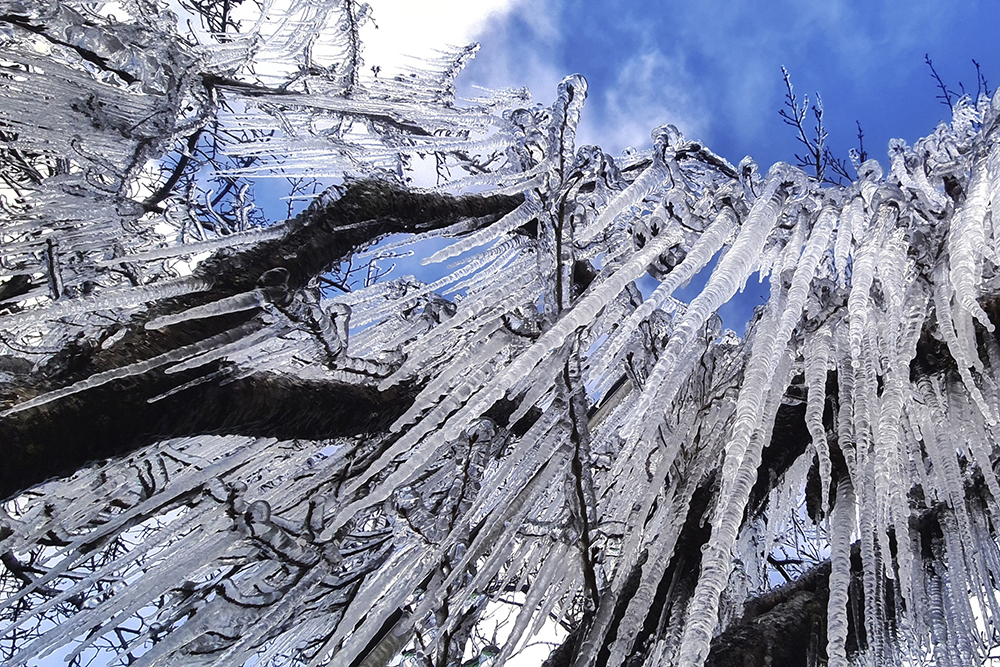 当地时间2021年7月28日,巴西圣若阿金,当地迎来罕见降雪,树上挂了冰凌。澎湃影像 图