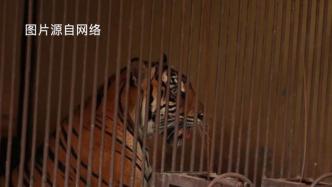 印尼两头苏门答腊虎感染新冠，正在康复中