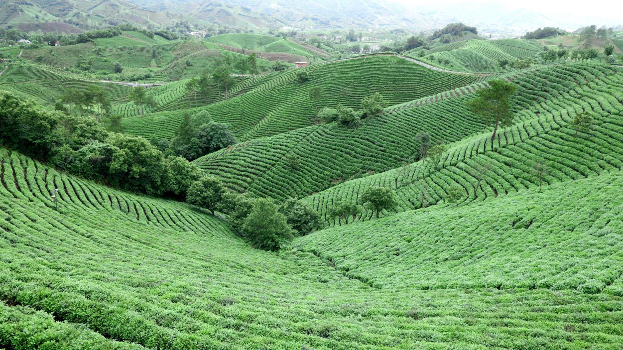 信阳浉河港茶山图片