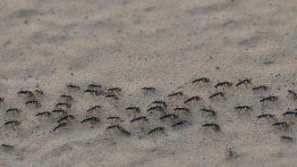 人类需要像蚂蚁一样的“超稳定社会”吗？