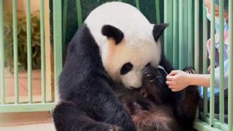 旅法大熊猫“欢欢”双喜临门，顺利产下双胞胎