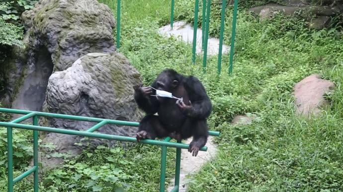 重庆网红黑猩猩模仿饲养员戴口罩、洗手