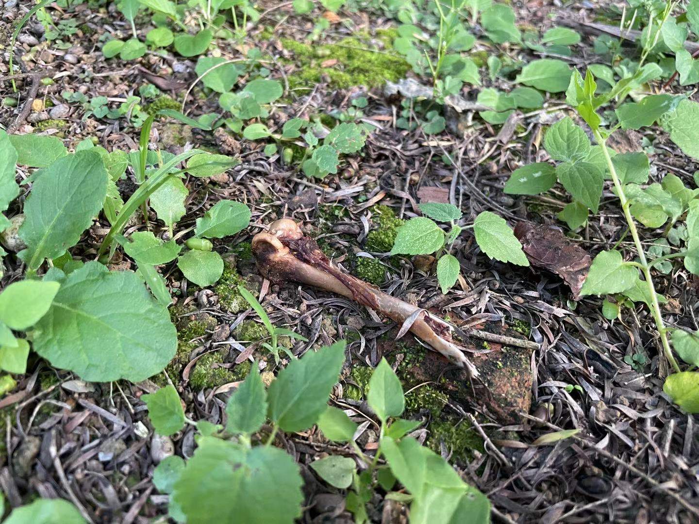 贵州一小区多只宠物犬疑被投毒致死 物业 正协助警方调查 直击现场 澎湃新闻 The Paper